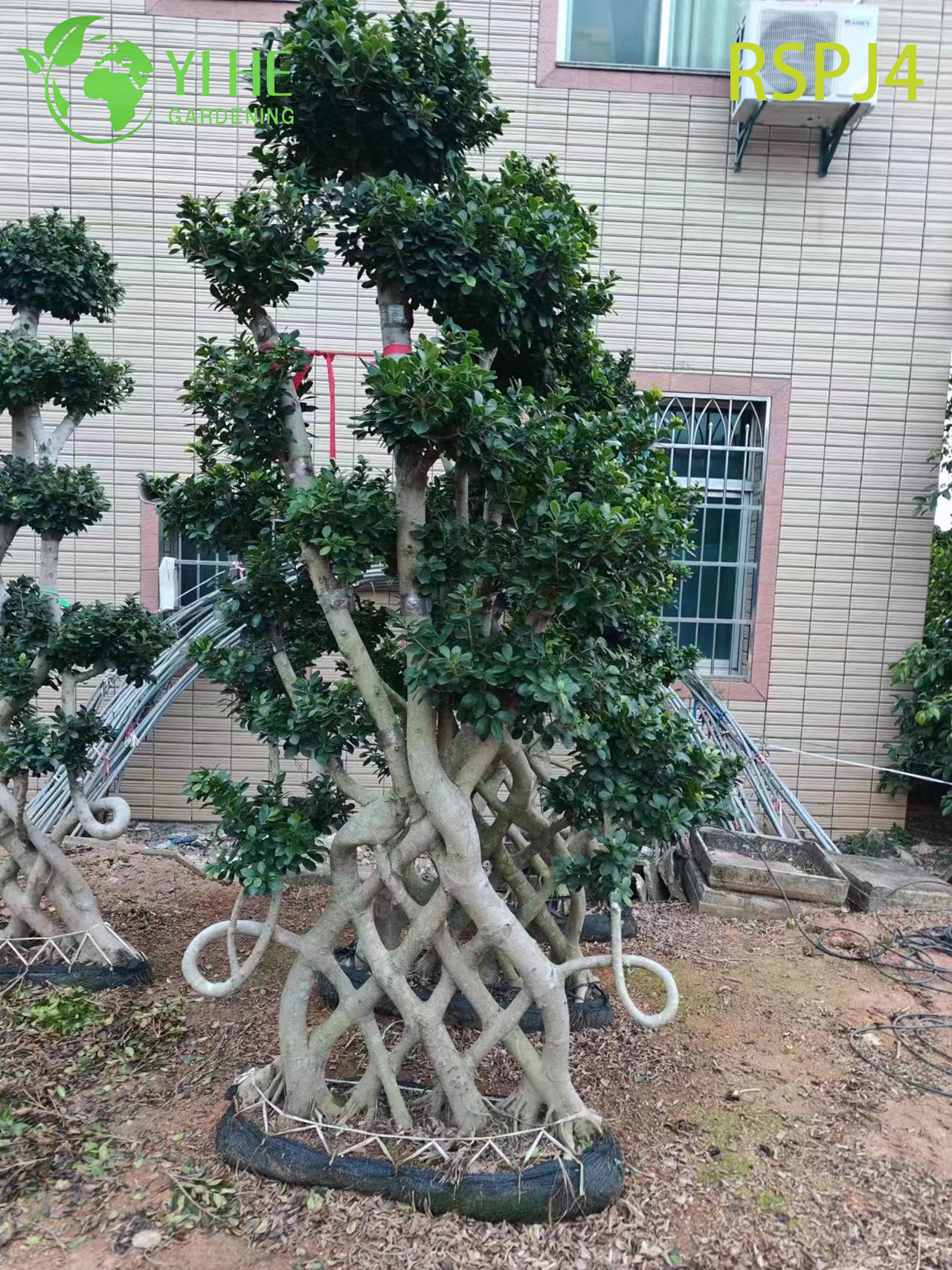 Фикус бонсай мини дерево декоративное комнатное растение зелёный интерьер офисный декор оптом