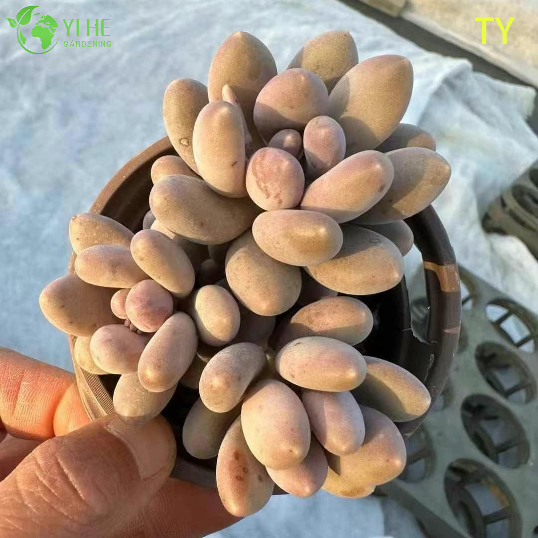 Маммиллара Ханниана — Опушенный шаровидный кактус, декоративный, цветущий, комнатное растение, оптом