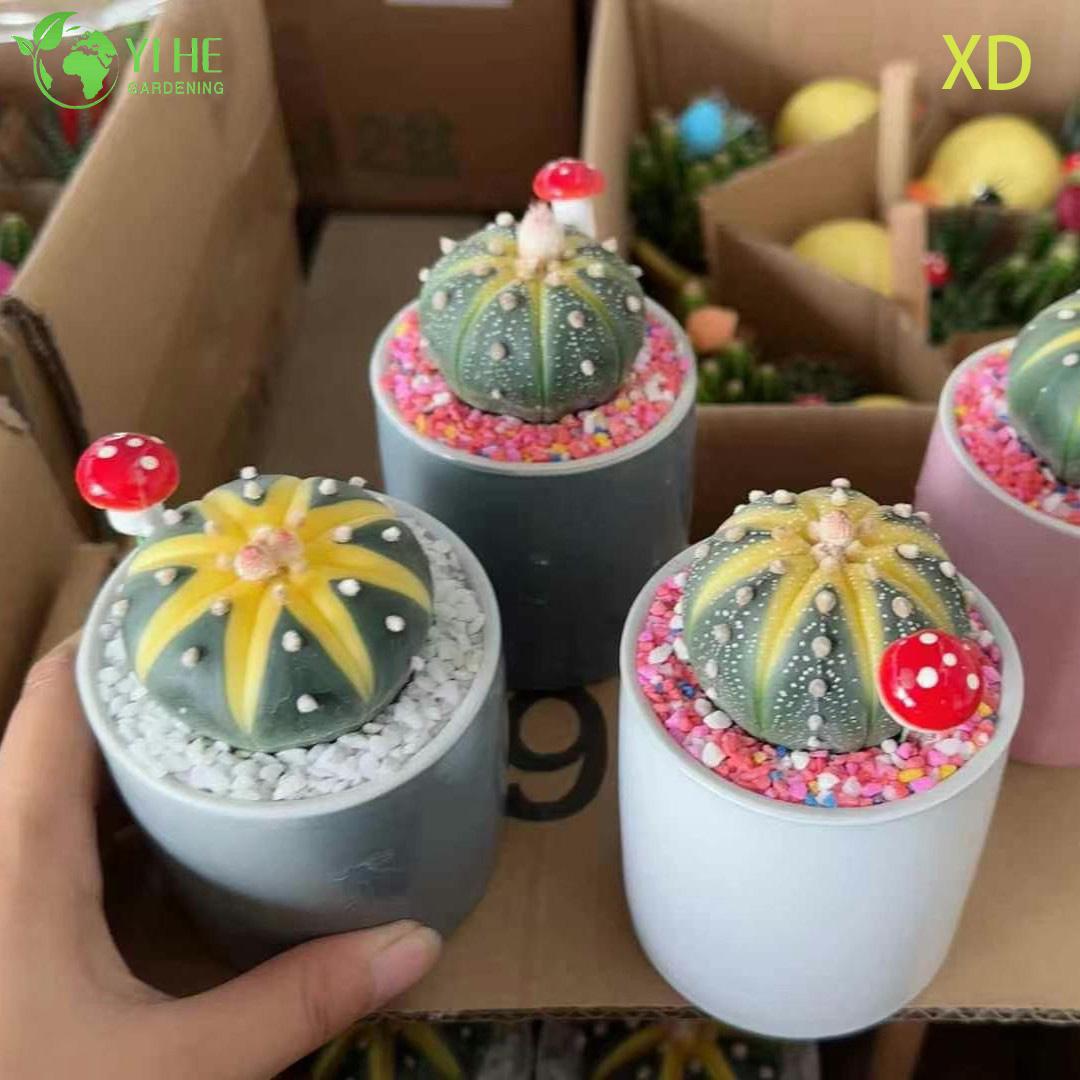 Астрофитум астериас — Шаровидный безколючковый кактус, коллекционный, звездообразный, оптом