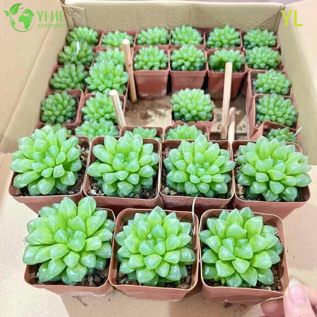 Хавортия Купери — Миниатюрный коллекционный суккулент, прозрачный, теневыносливый, оптом