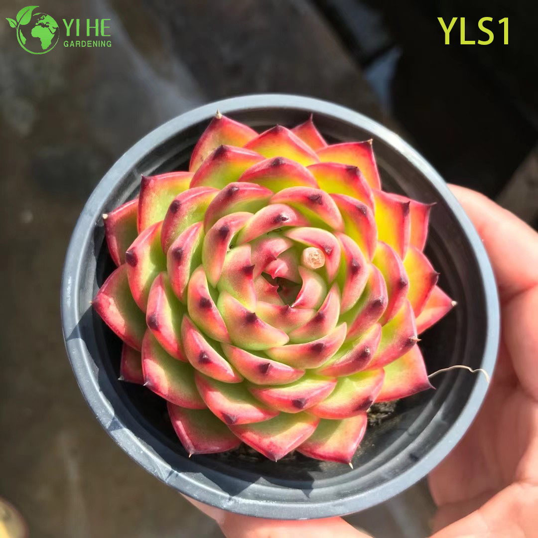 Эхеверия ‘Лунный Камень’ — Коллекционный суккулент, компактный, пухлый, с голубоватым оттенком, оптом