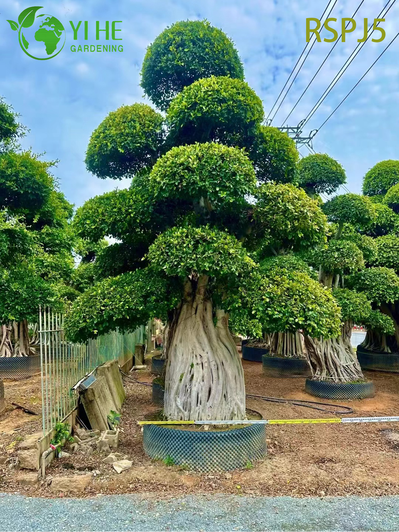 Фикус бонсай декоративное мини дерево зелёное комнатное растение офисный декор живое растение оптом