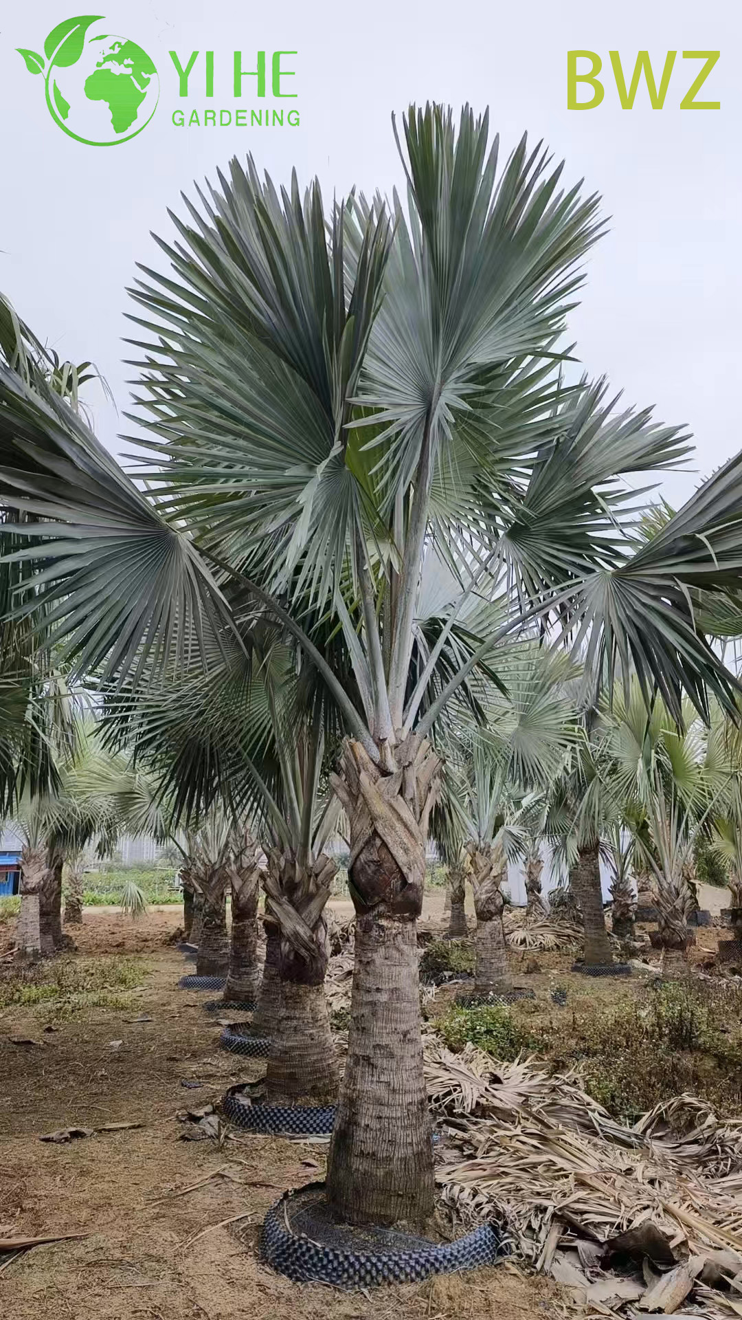 Бисмаркия Благородная (Bismarckia Nobilis) – Крупная Пальма Оптовая Продажа, Экспорт, Декоративное Ландшафтное Озеленение