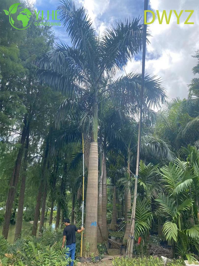 Ройстонея Региа (Roystonea Regia) – Королевская Пальма, Оптовый Экспорт, Вертикальное Озеленение, Аллейная Посадка