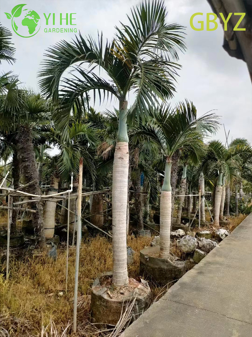 Хиофорба Вершаффельтия — Веретеновидная пальма, уникальный ствол, тропическая, декоративная, оптом