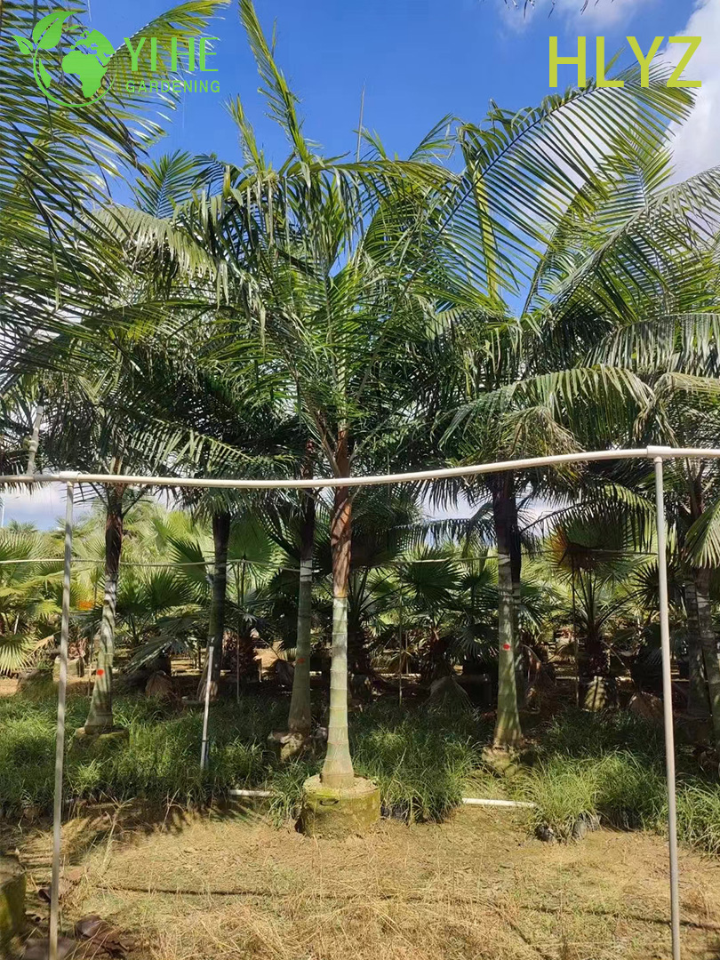 Дипсис лептохейлос — Пальма “Красная шея”, пушистая, тропическая, крупная, декоративная, оптом.