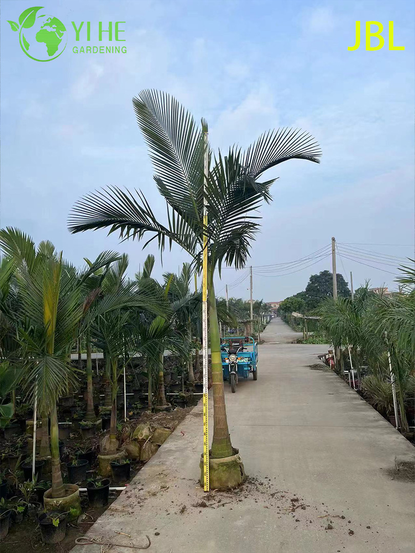 Архонтопхоеникс Александры — Королевская тропическая пальма, крупная, декоративная, для интерьеров, оптом