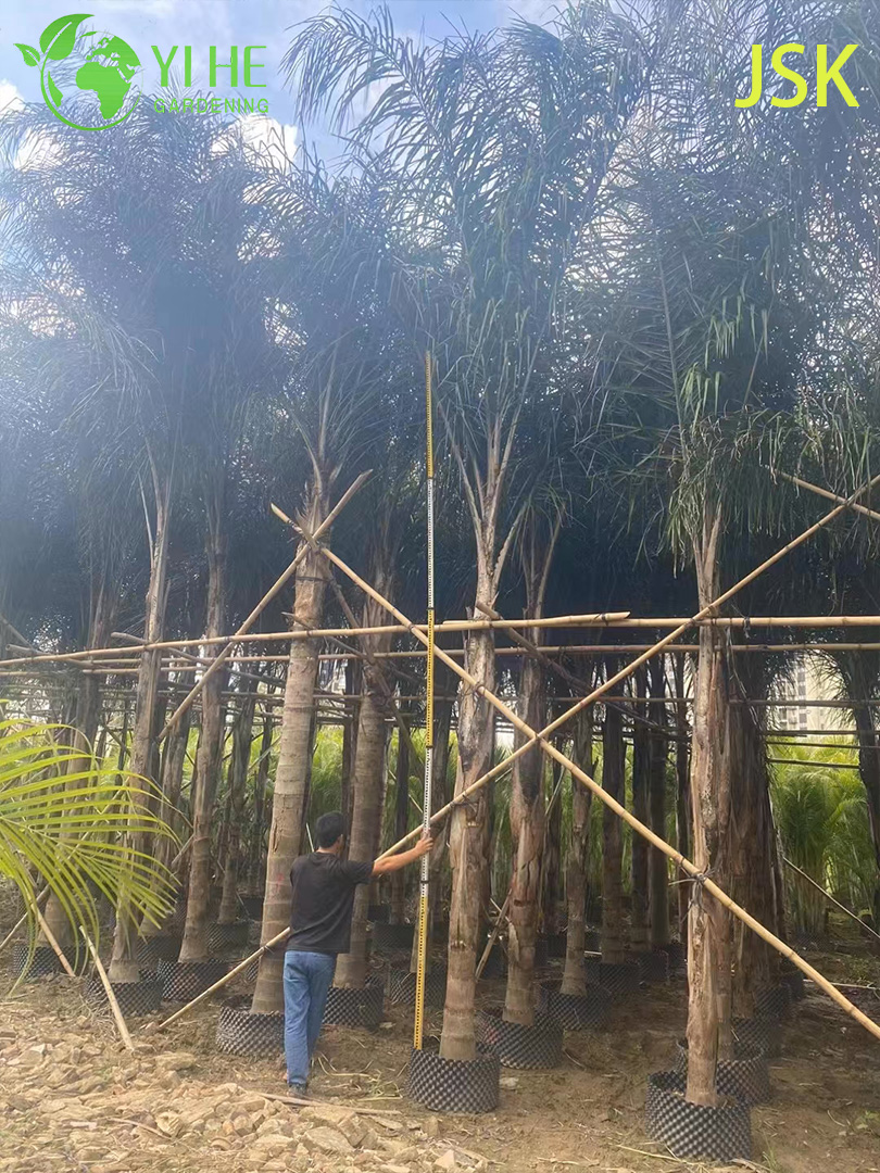 Сиагрус Романцова — Крупная комнатная пальма, тропическая, декоративная, для офисов, оптом.