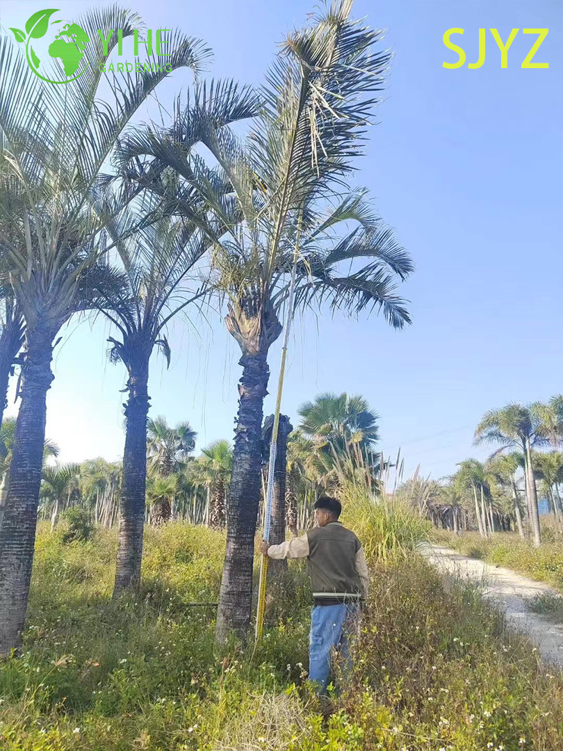 Дипсис декарий — Уникальная Треугольная пальма, крупная, тропическая, декоративная, оптом