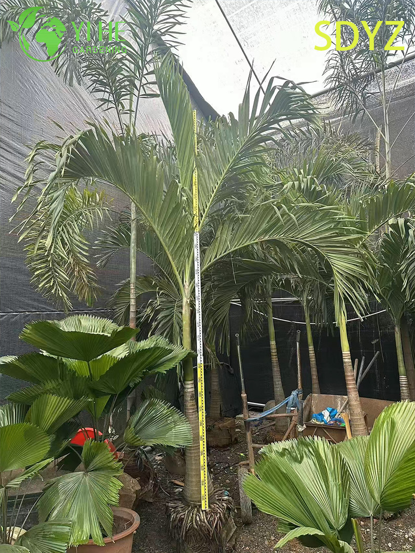 Адонидия Меррилла — Компактная “Рождественская пальма”, тропическая, декоративная, оптом