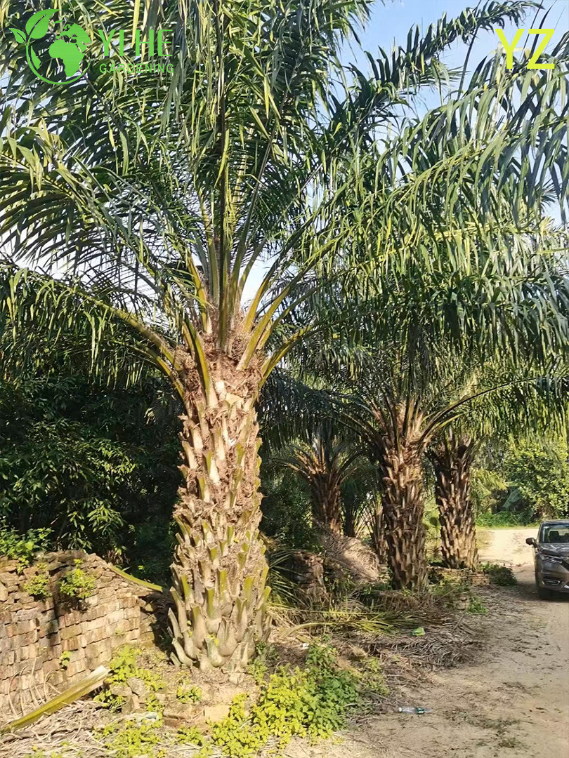 Масличная пальма (Элеис) — Крупная тропическая пальма, экзотическая, декоративная, оптом
