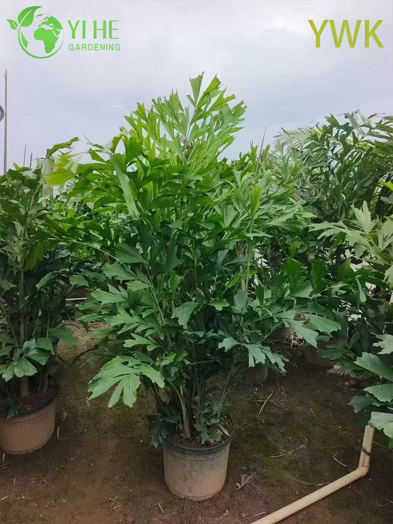 Кариота Охландра — Пальма “Рыбий хвост”, двуперистая, тропическая, декоративная, оптом