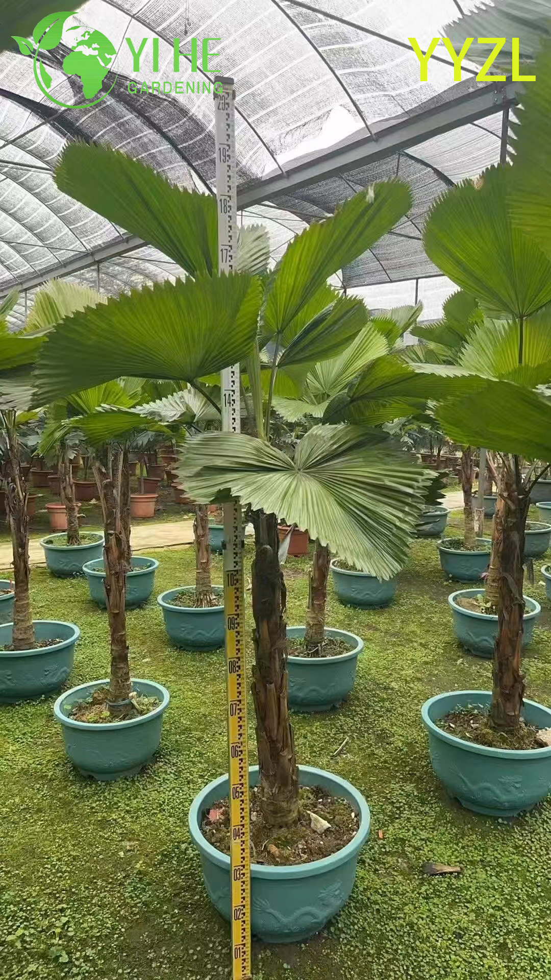 Ликуала грандис — Уникальная веерная пальма, крупнолистная, тропическая, декоративная, оптом