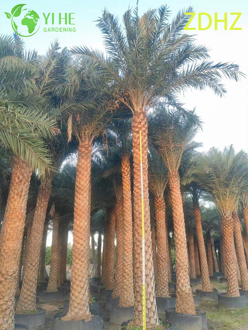 Финиковая пальма (Феникс дактилифера) — Крупная, выносливая, декоративная пальма, оптом