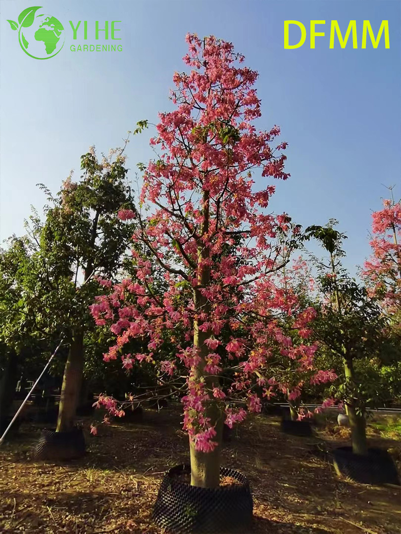 Хоризия Великолепная (Сейба) – Экзотическое Бутылочное Дерево, Опт, Экспорт