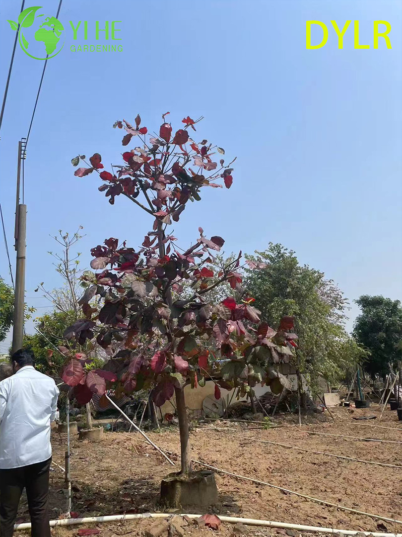 Терминалия Катаппа (Морской Миндаль) – Широколиственное Дерево, Оптовые Поставки и Экспорт