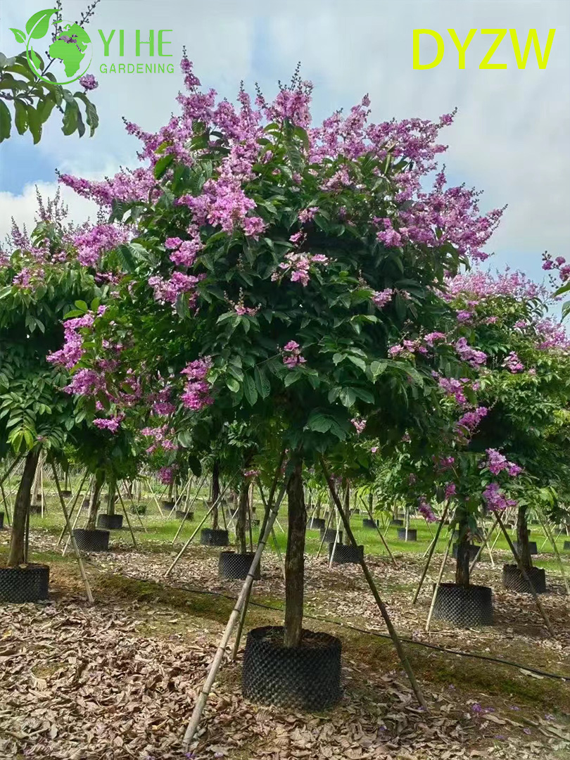 Лагерстремия Красивая (Индийская Сирень) – Крупное Декоративное Дерево, Опт и Экспорт