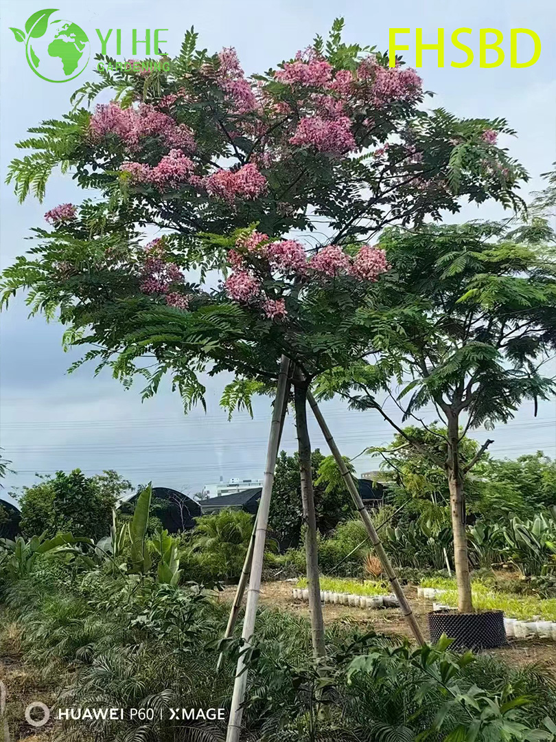 Кассия Крупная (Розовая Кассия) – Быстрорастущее Тропическое Дерево, Опт, Экспорт
