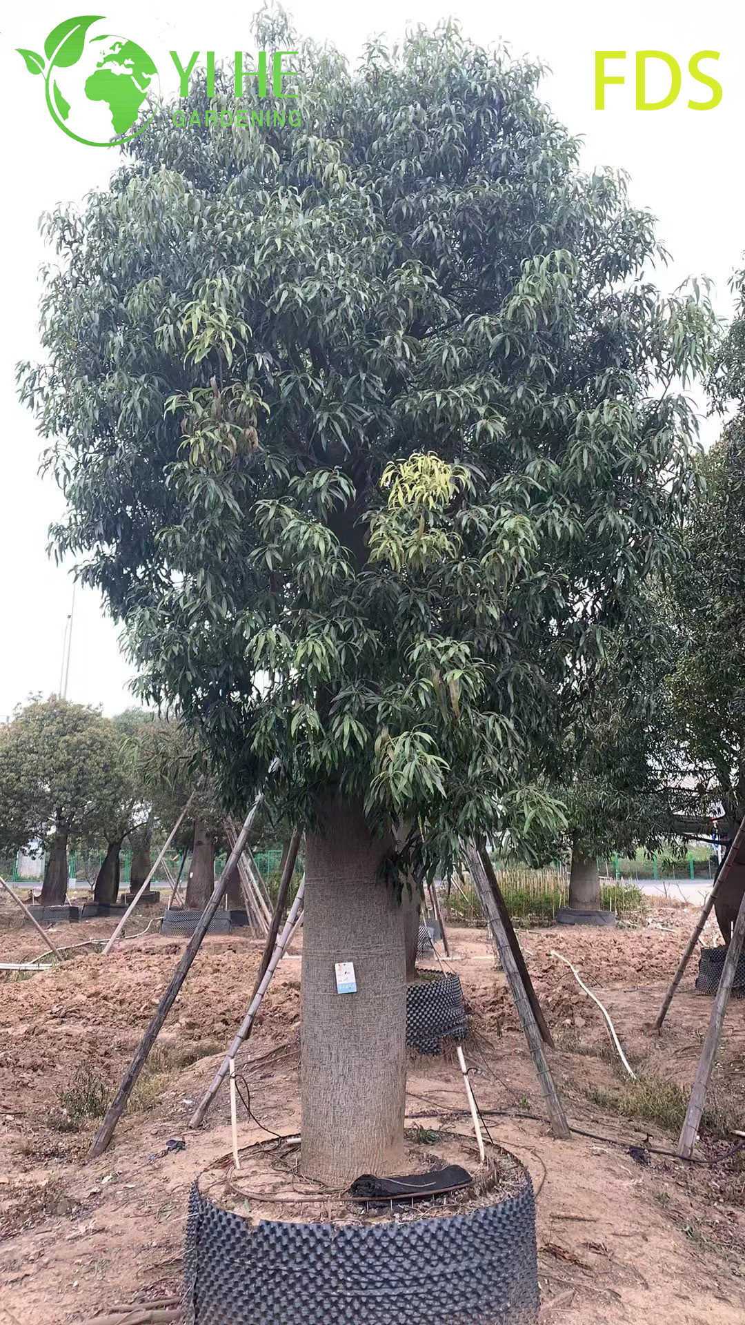 Жатрофа Пузыревидная (Будда-Живот) – Декоративное Каудексное Растение, Опт, Экспорт