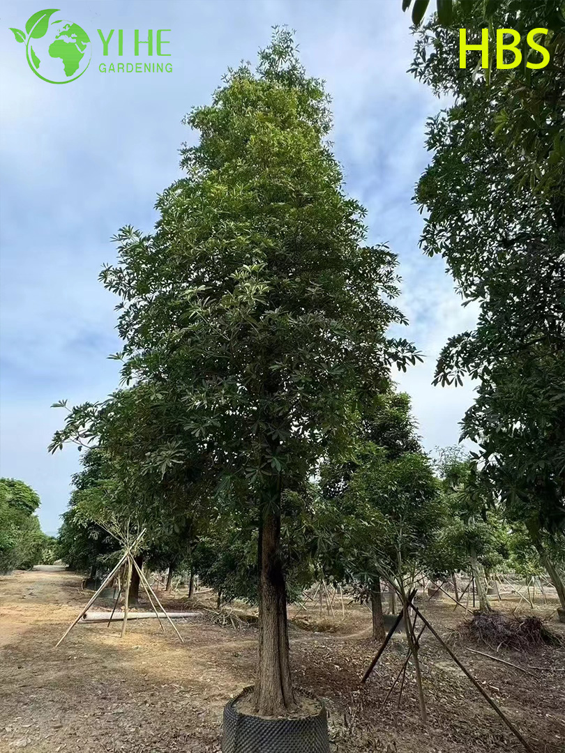 Алстония Ученая (Черное Дерево) – Крупное Вечнозеленое Дерево, Оптовые Поставки, Экспорт
