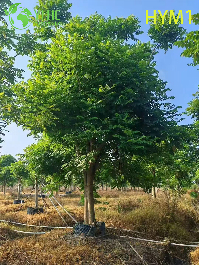 Сарака Священная (Ашока) – Вечнозеленое Лечебное Дерево, Оптовая Продажа, Экспорт