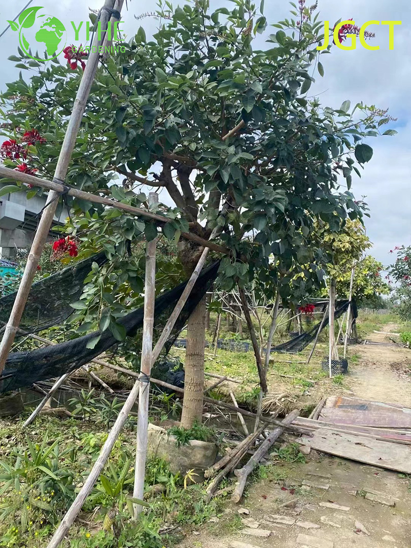 Эритрина Христофорова (Петушиный Гребень) – Декоративный Кустарник, Оптовая Продажа, Экспорт