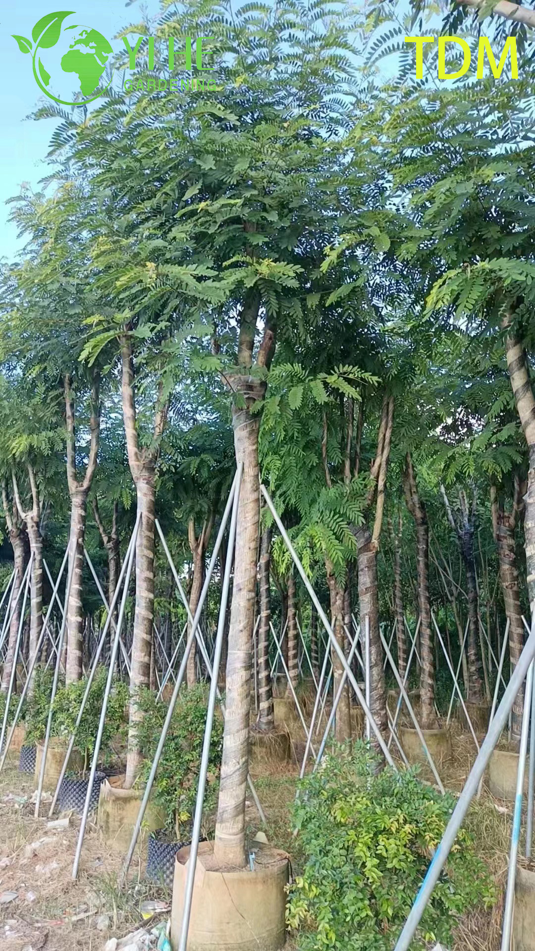 Сенна Сиамская (Железное Дерево) – Быстрорастущее Теневое Дерево, Опт, Экспорт