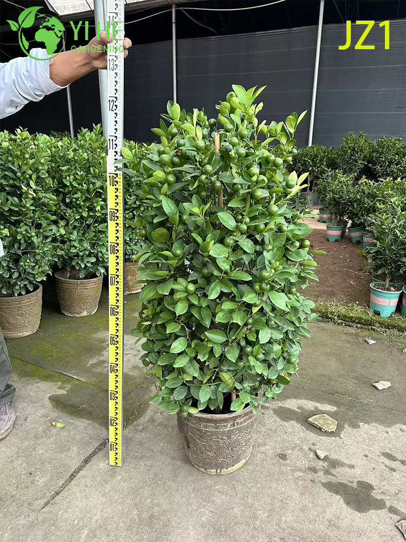 Комнатное декоративное дерево мандарин цитрус в горшке для дома офиса сада