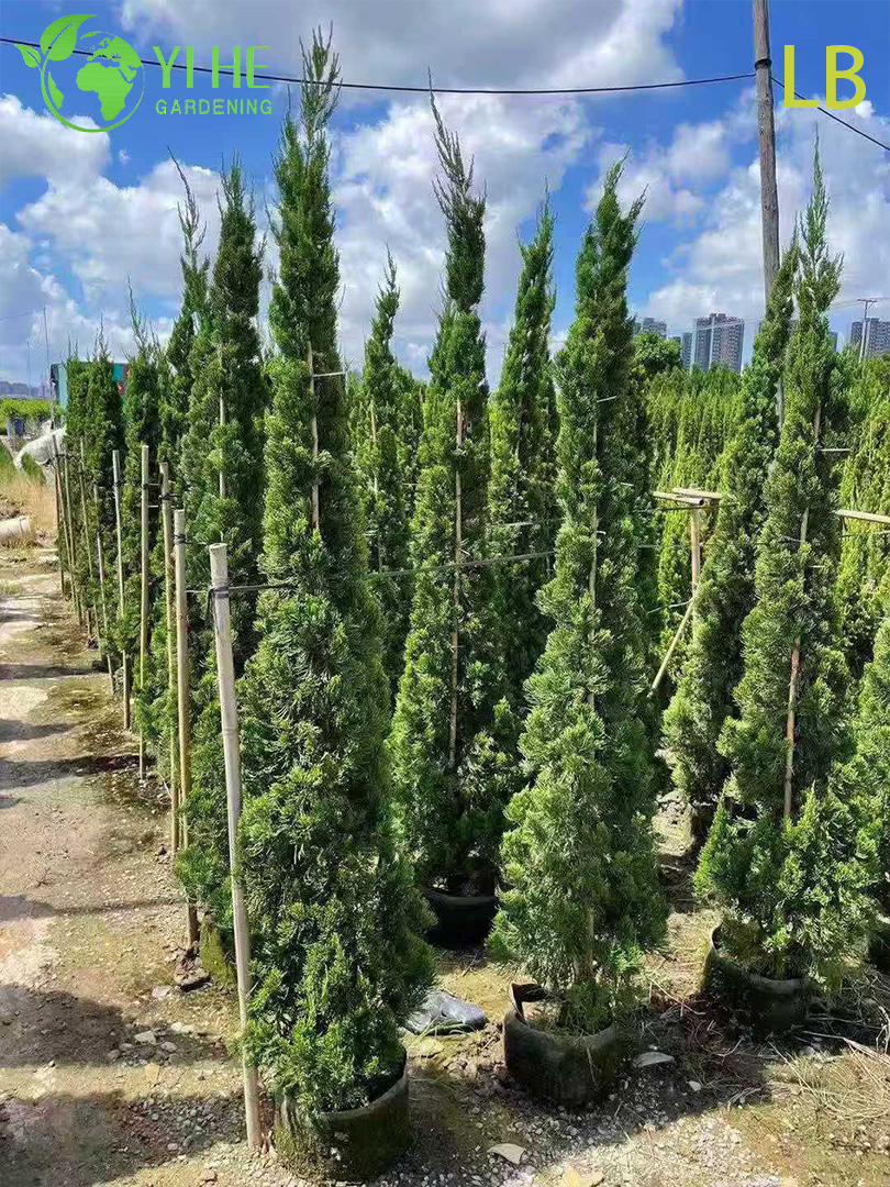 Можжевельник Китайский ‘Кайзука’ – Декоративное Вечнозеленое Топиарное Дерево, Опт, Экспорт