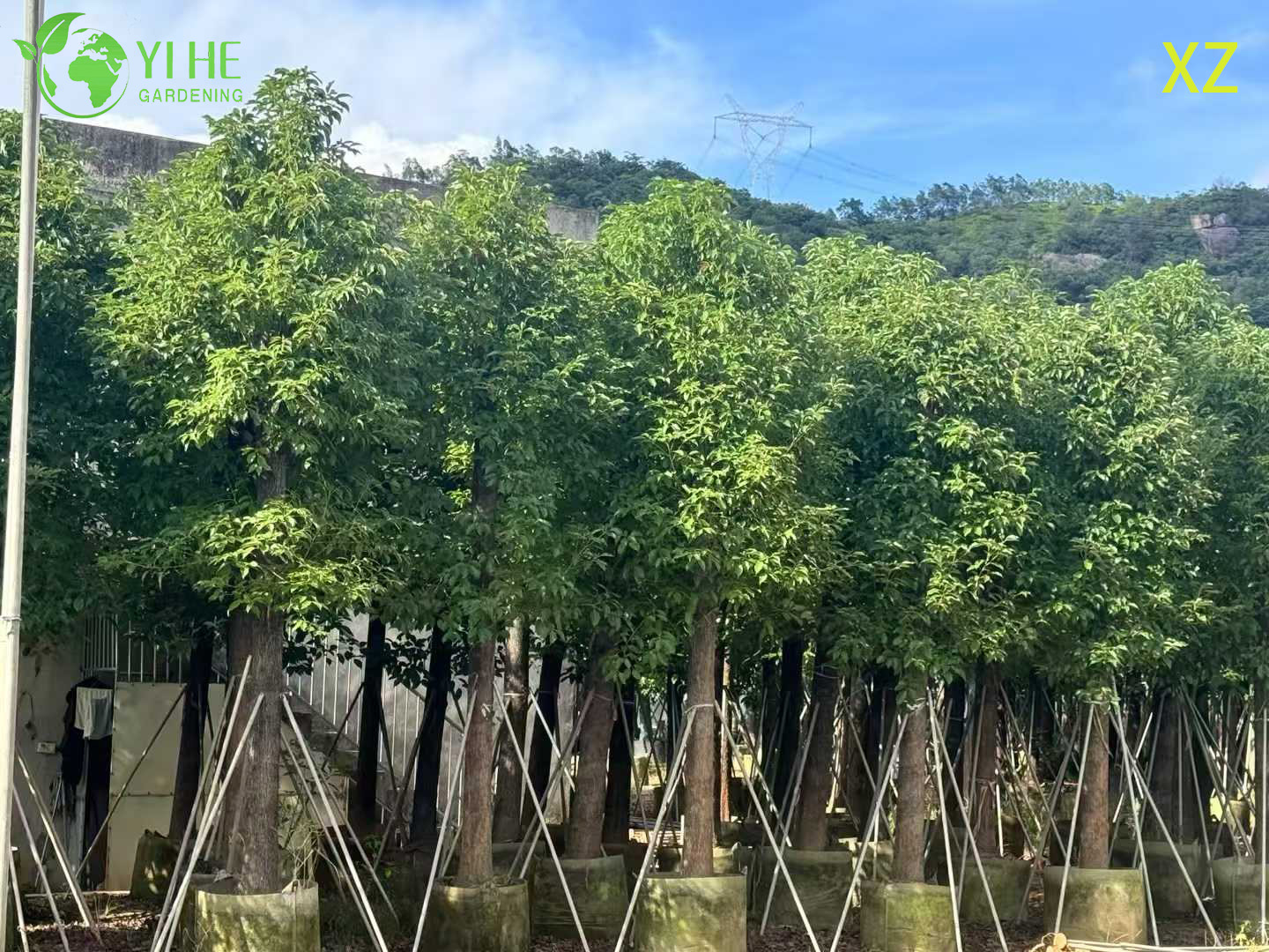 Коричник Камфорный (Камфорное Дерево) – Вечнозеленый Ароматный Солитер, Опт, Экспорт