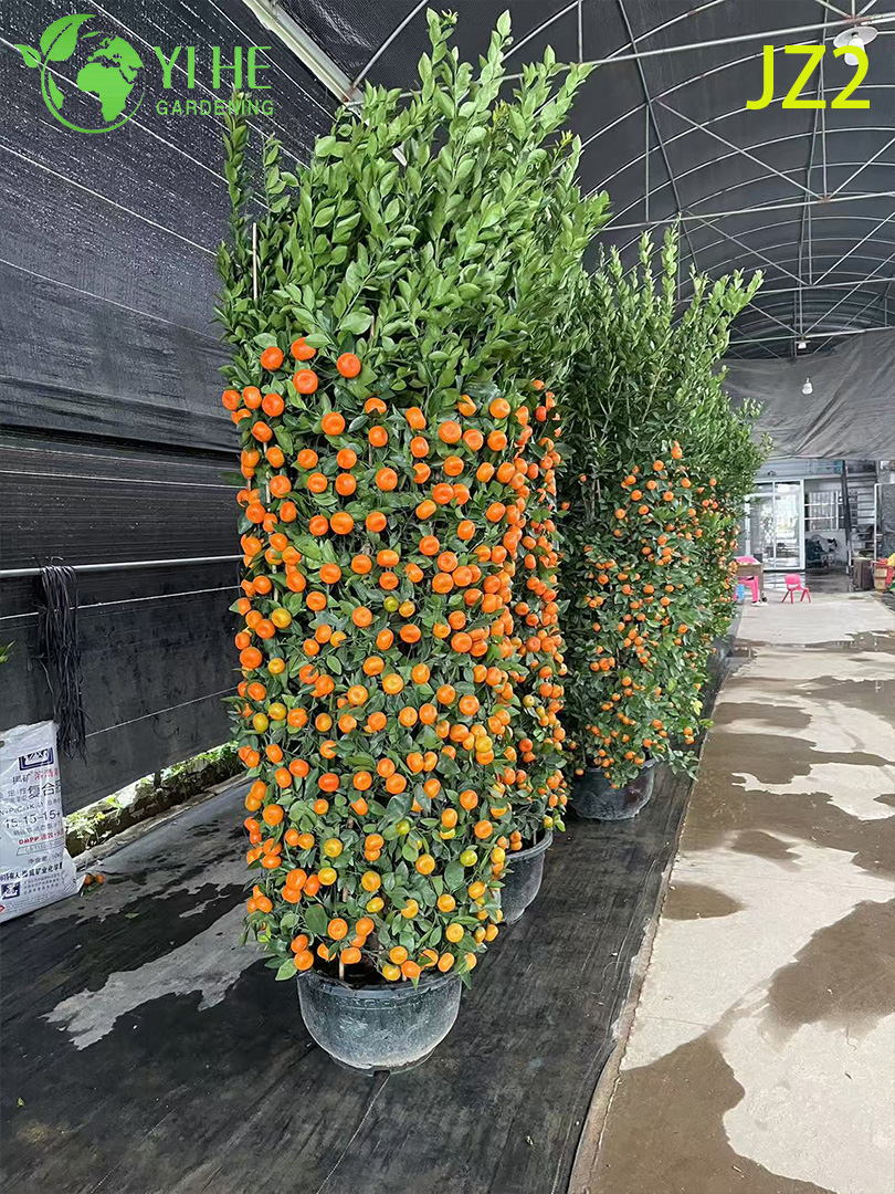 Мандариновое дерево цитрус в горшке комнатное декоративное растение для дома офиса