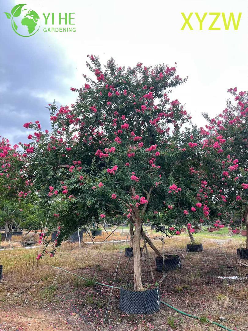 Лагерстремия Индийская (Креповый Мирт) – Длительное Цветение, Зимняя Кора, Опт, Экспорт