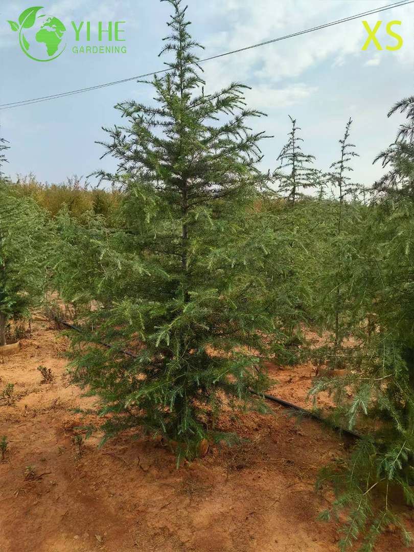 Кедр Гималайский (Дерево Деодар) – Вечнозеленое Хвойное Дерево, Опт, Экспорт