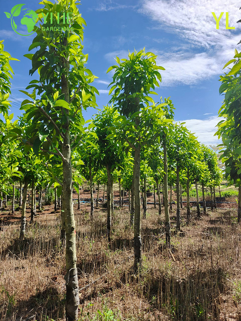 Магнолия Голая (Юлань) – Раннее Ароматное Цветение, Морозостойкое Декоративное Дерево, Опт