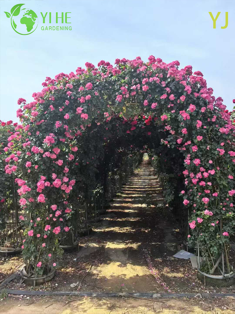 Гибридная Роза (Ремонтантная) – Длительное Обильное Цветение, Опт, Экспорт, Все Сорта