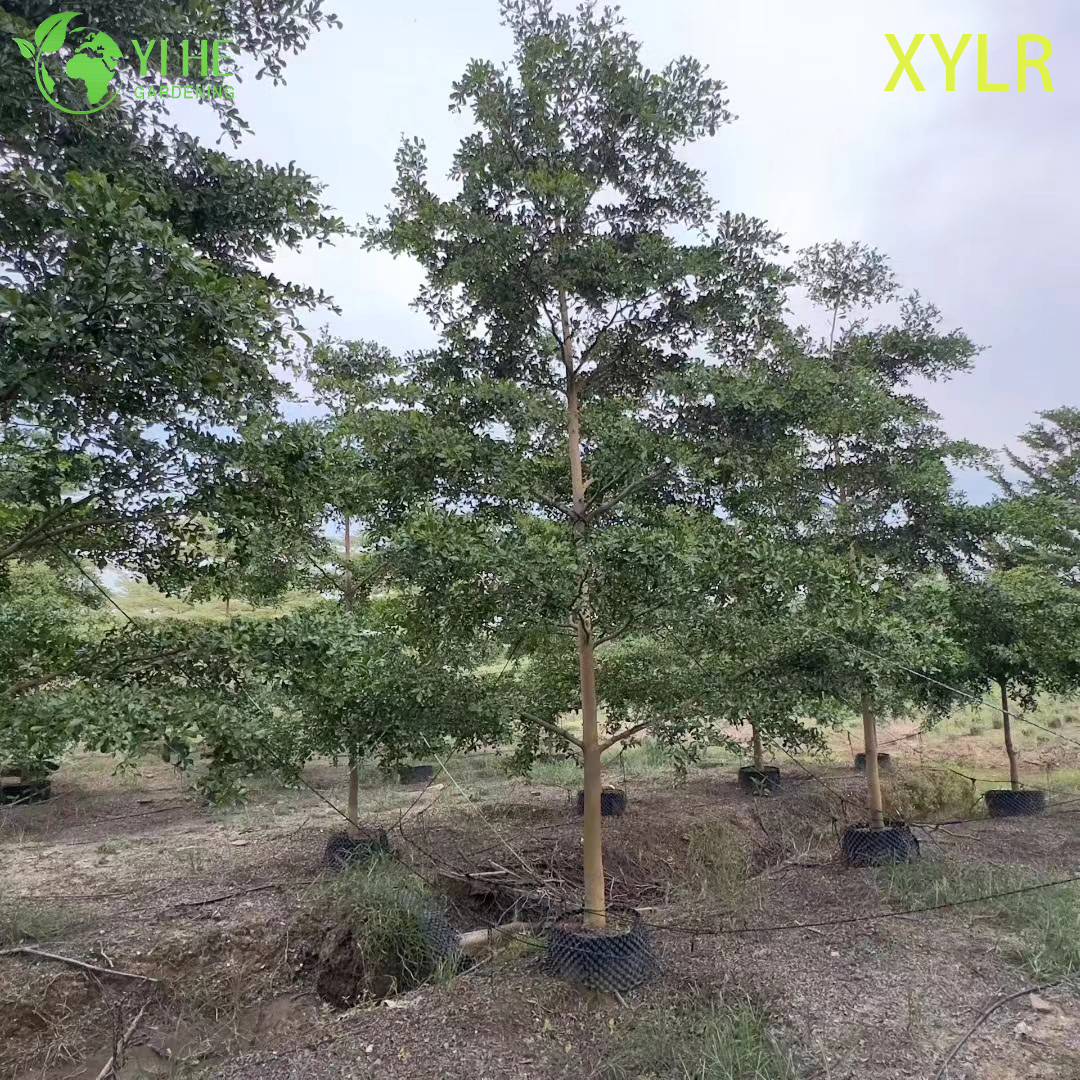 Терминалия Мантали (Слоистая Пагода) – Декоративное Узкое Дерево, Опт, Экспорт