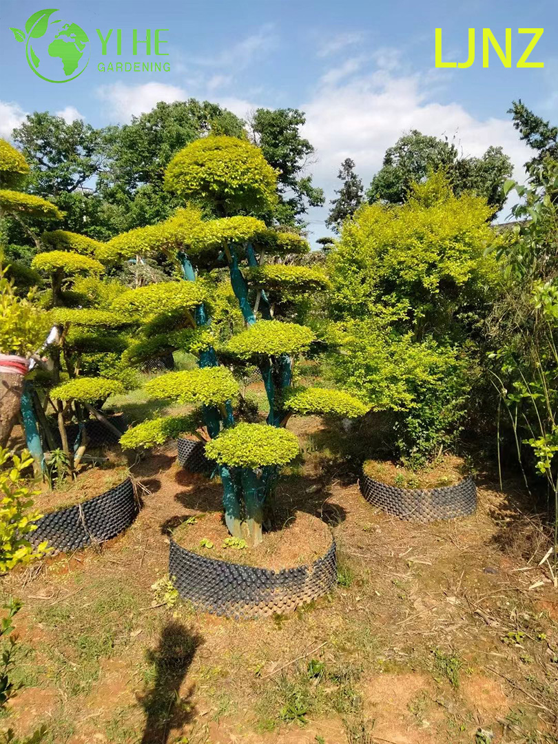 Вечнозелёный кустарник Лигуструм декоративное растение для сада живой изгороди