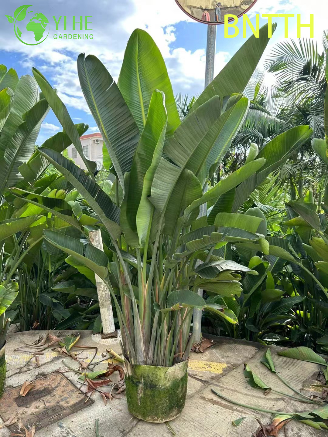 Strelitzia Nicolai уличное белое райское дерево декоративное растение для сада и террасы