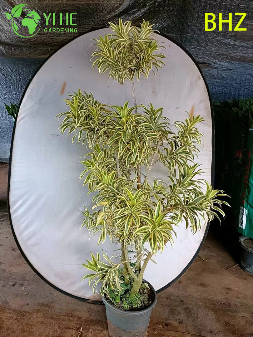 Dracaena Surculosa декоративный бамбук комнатное растение для офиса дома интерьера озеленения