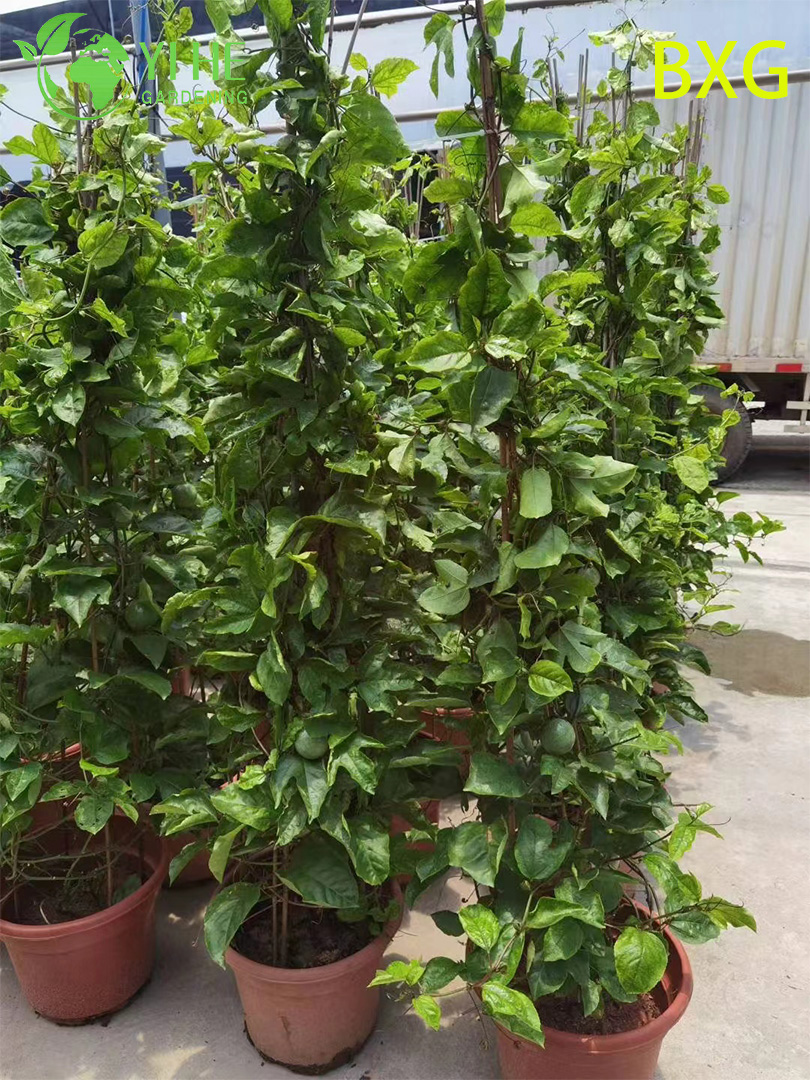 Маракуйя свежие тропические фрукты экзотические фрукты оптом для продажи