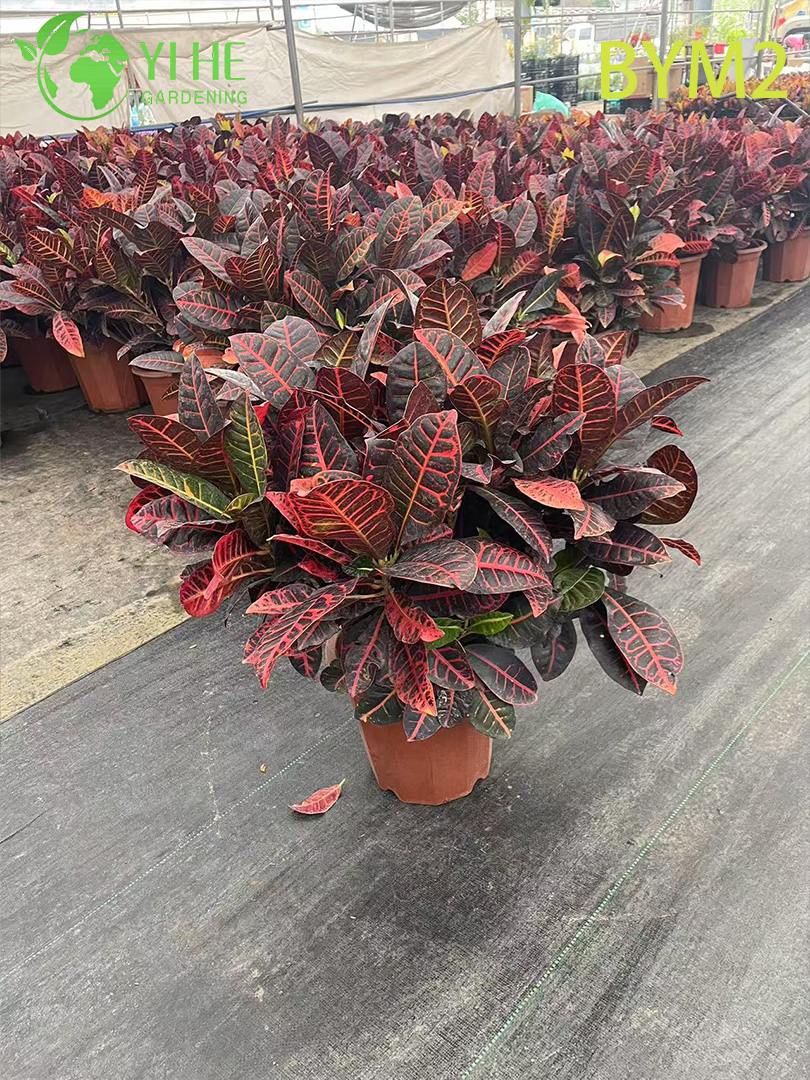 Кодиеум декоративное ярколистное растение для дома офиса сада интерьера