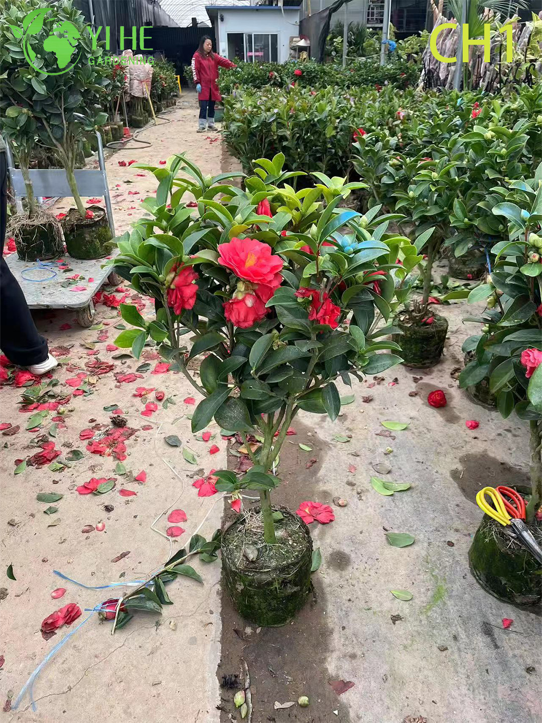 Камелия декоративное цветущее растение для дома сада офиса балкона