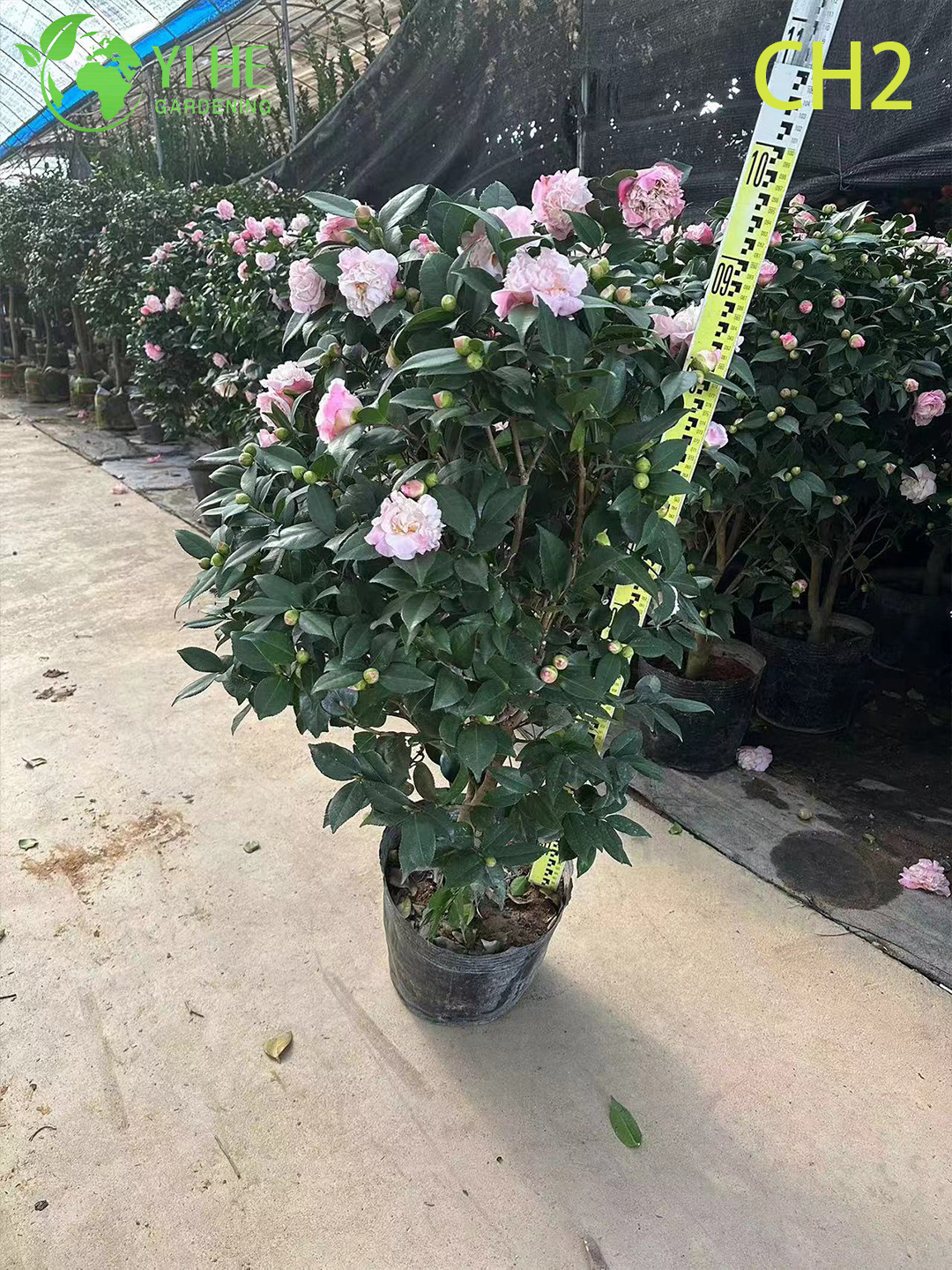 Камелия декоративное цветущее растение для дома сада офиса интерьера