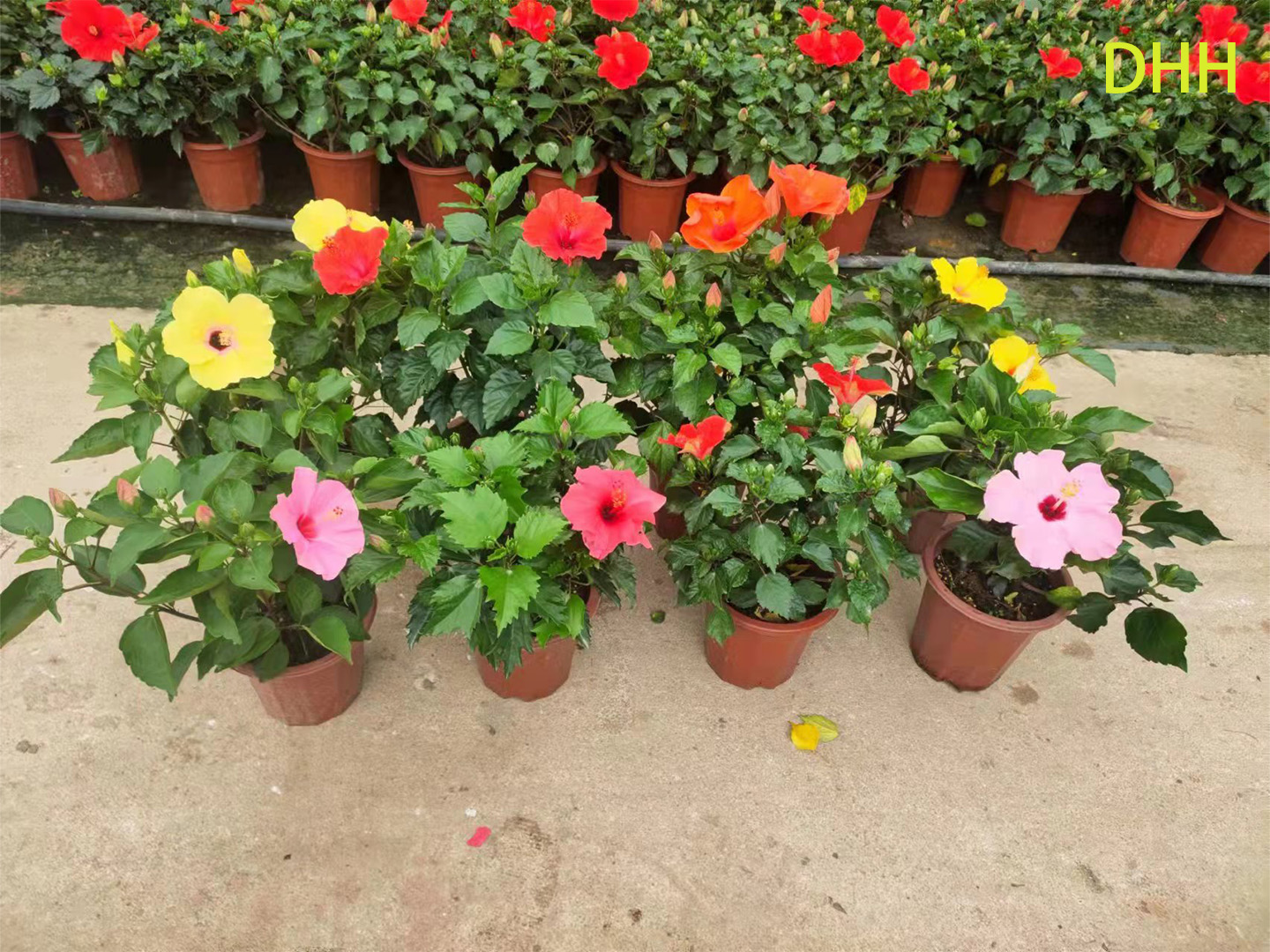 Гибискус декоративное цветущее растение для сада дома офиса балкона