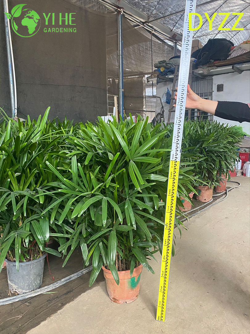 Драцена крупнолистная декоративное растение для дома офиса сада балкона