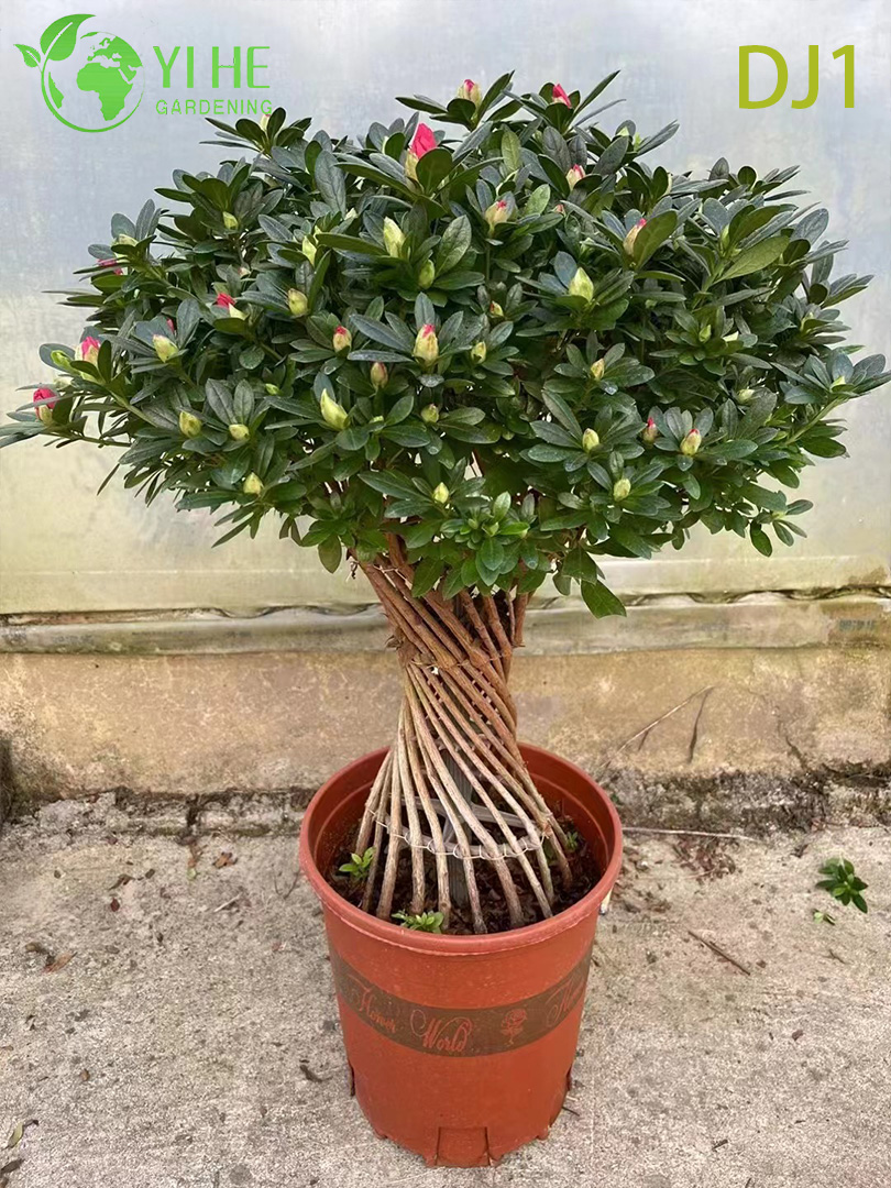 Азалия декоративное цветущее растение для дома сада офиса балкона