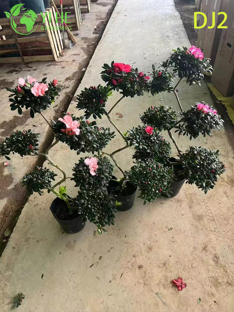 Азалия декоративное цветущее растение для дома сада балкона офиса