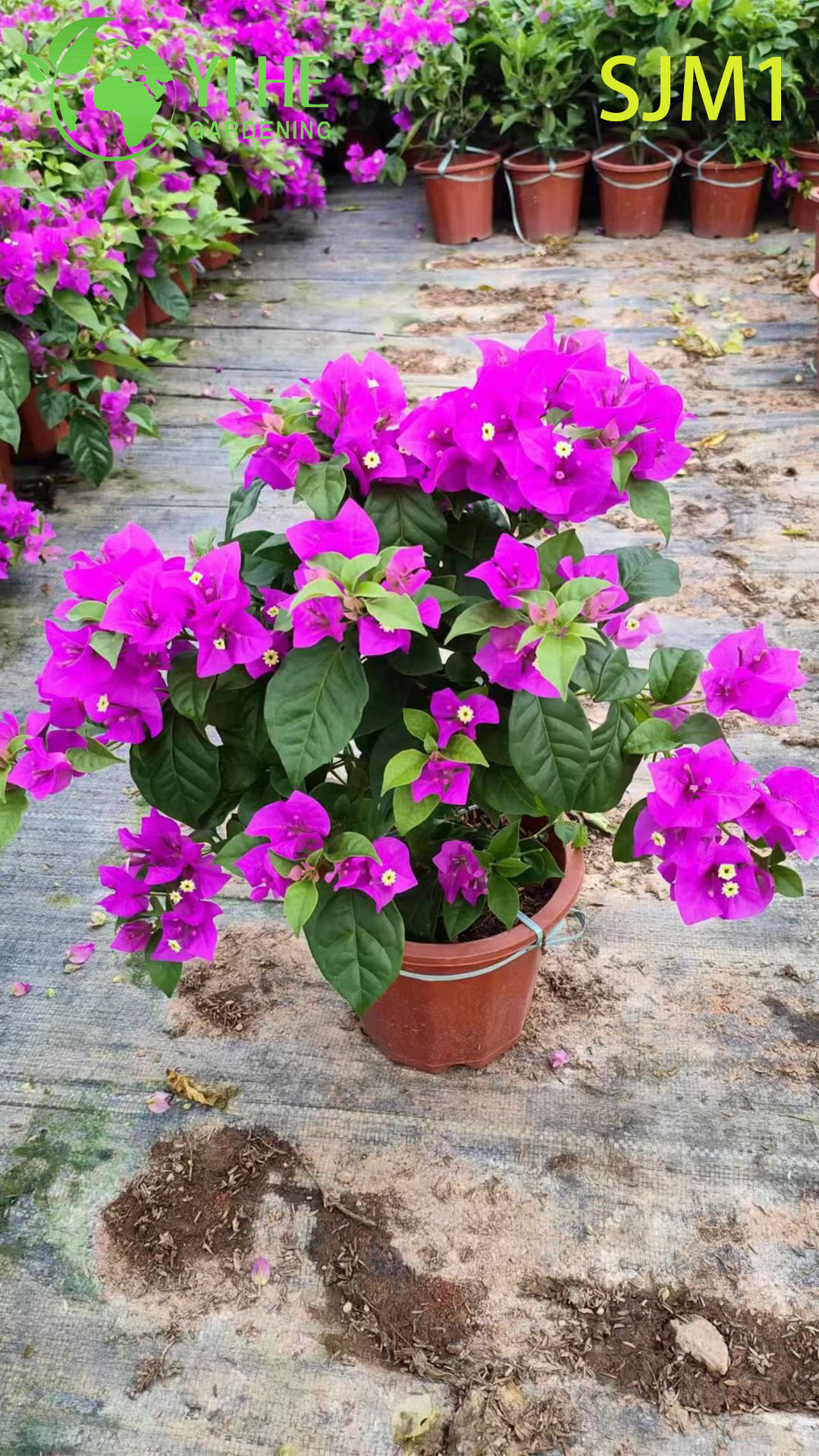 Бугенвиллея декоративная цветущая для дома сада и офиса