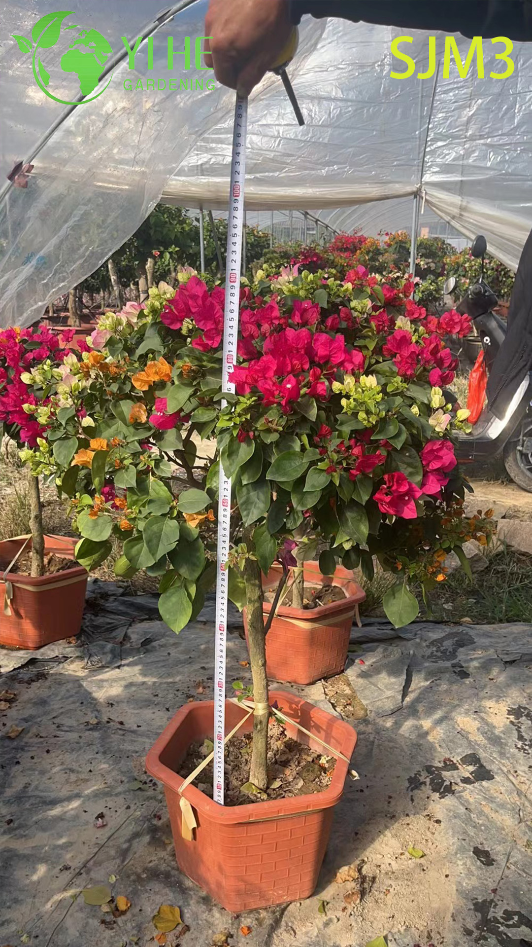 Бугенвиллея яркая цветущая декоративная для дома и сада