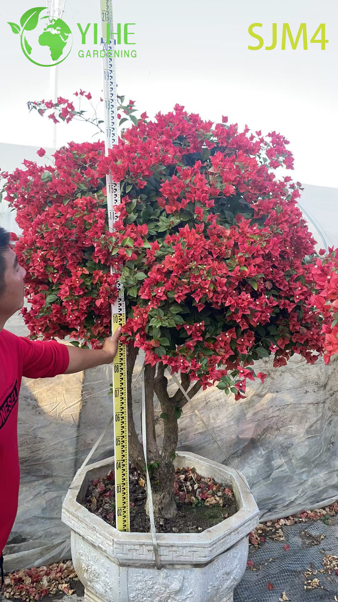 Бугенвиллея цветущая декоративная садовая яркая для дома